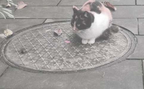 ���w�a(ch��n)Ʒُ�N��ͬ