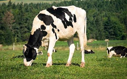 ��ţ��(ch��ng)�������Y(ji��)��ͨ��11ƪ��