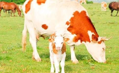 ��ţ��(ch��ng)��N�T�������Y(ji��)ȫ��