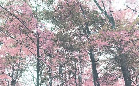 �＾С�W(xu��)�l(w��i)������Ӌ(j��)��