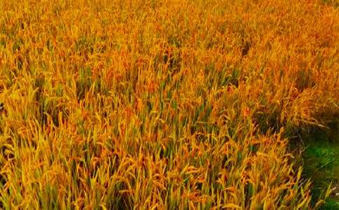 ���չ������Y(ji��)