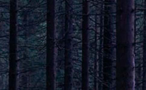 ɭ�ַ�����Z��