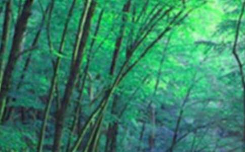 ɭ�ַ�����Z��5ƪ