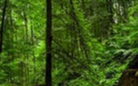 ɭ�ֵķ���ȫ���Z��