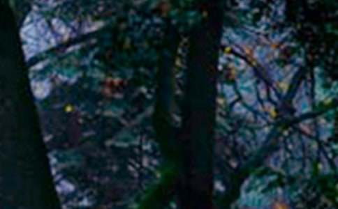 ɭ�ַ�����Z������