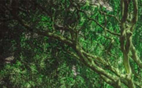 ɭ�ַ�����Z�����\15ƪ