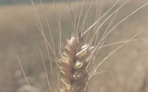 小麥?zhǔn)召徍贤?/></p>
<h2>小麥?zhǔn)召徍贤?</h2>
<p> 甲方:</p><p> 乙方:</p><p> 甲、乙雙方在平等自愿協(xié)商一致的基礎(chǔ)上,本著雙贏的原則,簽定本合同。</p><p> 一、乙方保證種植的雜糧在生長過程中嚴(yán)格按照無公害農(nóng)產(chǎn)品的種植規(guī)程種植。</p><p> 二、甲方保證將乙方種植的無雜糧全部收購,并高于國家標(biāo)準(zhǔn)的保護(hù)價(jià)格收購,當(dāng)市場價(jià)低于合同價(jià)格時(shí)按合同保護(hù)價(jià)收購,當(dāng)高于合同價(jià)時(shí)按最高價(jià)格收購。</p><p> 三、甲方在收購過程采取鎮(zhèn)農(nóng)技服務(wù)中心或村組干部組織收購,或直接設(shè)點(diǎn)收購。</p><p> 四、付款方式:現(xiàn)金付款、車送車結(jié)、不打白條、尊重乙方發(fā)言權(quán),最大限度保證乙方的利益。</p><p> 五、甲方對(duì)乙方有如下基本質(zhì)量要求:</p><p> (1)由甲方挑選符合無公害食品標(biāo)準(zhǔn)的`優(yōu)良雜糧。</p><p> (2)乙方必須嚴(yán)格按雜糧無公害農(nóng)產(chǎn)品的種植規(guī)程種植。</p><p> (3)雜糧水份不超13%,容量最低允許值為750G/L,雜糧不完善粒最大允許含量為10%其中不允許有生霉粒。雜糧雜質(zhì)最大允許含量為20%,其中礦物質(zhì)最大允許含量為0.5%,雜糧不允許有赤霉病粒,雜糧不得有異味或色澤異常。</p><p> 六、合同爭議的解決方式:本合同在履行過程中發(fā)生的爭議,由雙方當(dāng)事人協(xié)商解決,也可由當(dāng)?shù)毓ど绦姓芾聿块T調(diào)解,協(xié)商如調(diào)解不成的,提交市縣仲裁委員會(huì)仲裁。</p><p> 七、本合同履行過程中,如遇不抗拒的自然災(zāi)害,應(yīng)按實(shí)際情況對(duì)待,雙方不視為違約。</p><p> 八、本合同自簽定之日1年內(nèi)有效,(自20xx年1月10日至20xx年5月10日)</p><p> 甲方簽名: 乙方簽名:</p><p> 簽定日期:</p><h2>小麥?zhǔn)召徍贤?</h2>
<p> 甲方(交易代表):</p><p> 乙方(交易代表):</p><p> 甲乙雙方經(jīng)過協(xié)商,本著互惠互利的原則就小麥購銷達(dá)成如下協(xié)議:</p><p> 一、數(shù)量:6500噸;</p><p> 二、質(zhì)量標(biāo)準(zhǔn):混合麥,容重750克/升以上,水分12.5%以內(nèi), 雜質(zhì)1%以內(nèi), 不完善粒8%以內(nèi),其他指標(biāo)指標(biāo)均符合國標(biāo),面粉加工用;</p><p> 三、收購價(jià)格:由甲乙雙方根據(jù)市場變化共同制定,目前暫按2500元/噸,以后隨市場變化而變化。</p><p> 四、供貨時(shí)間:自20xx年 12月2日——20xx年 3月22日。</p><p> 五、交貨方式及地點(diǎn):散裝發(fā)運(yùn),汽車板交貨至甲方單位所在地倉庫;</p><p> 六、計(jì)量及驗(yàn)收方式:</p><p> 1、計(jì)量以甲方電子磅計(jì)量結(jié)果為準(zhǔn),乙方對(duì)甲方甲方計(jì)量結(jié)果有異議的,可以到雙方共同商定的第三方計(jì)量單位進(jìn)行復(fù)檢一次,復(fù)檢數(shù)量與甲方地磅計(jì)量數(shù)量一致的,復(fù)檢費(fèi)用由乙方承擔(dān),否則由甲方承擔(dān);</p><p> 2、驗(yàn)收方式:由甲方進(jìn)行現(xiàn)場抽樣檢化驗(yàn),乙方對(duì)檢化驗(yàn)結(jié)果有異議的,可以向甲方申請(qǐng)復(fù)檢一次。</p><p> 3、乙方交付的小麥不符合本合同第二條約定的質(zhì)量標(biāo)準(zhǔn)的,甲方有權(quán)拒收。</p><p> 七、合同期限:本合同自簽訂之日起生效,供貨期限結(jié)束后自動(dòng)終止;</p><p> 八、結(jié)算時(shí)間及方式:</p><p> 1、結(jié)算時(shí)間:在乙方供貨期間內(nèi),甲方應(yīng)當(dāng)保障每周結(jié)算一次貨款,供貨時(shí)間結(jié)束后3日內(nèi)必須全部結(jié)清貨款。</p><p> 2、結(jié)算方式:現(xiàn)金結(jié)算。</p><p> 九、違約責(zé)任:</p><p> 1、甲方在乙方供貨結(jié)束后3日內(nèi)未能結(jié)清貨款,拖欠時(shí)間不足10日的,按照所欠貨款額的5%向乙方支付違約金,超過10日不足20日的,按照所欠貨款額的15%向乙方支付違約金,超過20日不足30日的,按照所欠貨款額的30%向乙方支付違約金,超過30日的,按照所欠貨款額的60%向乙方支付違約金,違約金上限不超過所欠貨款的總額。</p><p> 2、乙方未按照約定向甲方足量供貨的,應(yīng)按照所欠貨物數(shù)量價(jià)款的`20%向甲方支付違約金,但因甲方違反本合同第八條第一項(xiàng)約定的除外。</p><p> 3、為規(guī)范甲乙雙方行為,保障合同條款的有效履行,本條款約定的違約金任何一方不得以“過高或過低”為由申請(qǐng)調(diào)整。</p><p> 4、因一方違約,對(duì)方向人民法院提起訴訟所支付的律師費(fèi)用,應(yīng)由違約方承擔(dān)。</p><p> 十、合同糾紛:在合同履行過程中發(fā)生的糾紛,由雙方協(xié)商解決,如協(xié)商不成,由阜陽市人民法院管轄;</p><p> 十一、本合同一式兩份,甲乙雙方各持一份,具有同等法律效力,本合同雙方代表簽字或蓋章生效。</p><p> 甲 方:賬 號(hào):開戶行:</p><p> 乙 方: 賬 號(hào): 開戶行:</p><p> 年 月 日</p> <p><strong><em>小麥?zhǔn)召徍贤?h2>小麥?zhǔn)召徍贤?</h2>
<p> 甲方:</p><p> 乙方:</p><p> 甲、 乙雙方在平等自愿協(xié)商一致的基礎(chǔ)上,本著 農(nóng)企雙贏的原則,簽定本合同。</p><p> 一. 甲方推行公司+農(nóng)技服務(wù)中心+基地+農(nóng)戶的產(chǎn)業(yè)化經(jīng)營模式,保證種植的雜糧在生長過程中嚴(yán)格按照無公害農(nóng)產(chǎn)品的種植規(guī)程種植。</p><p> 二. 甲方委托鎮(zhèn)農(nóng)技服務(wù)中心對(duì)農(nóng)戶種植過程實(shí)施監(jiān)控和技術(shù)指導(dǎo)。為農(nóng)戶提供產(chǎn)前產(chǎn)中服務(wù)。為農(nóng)戶舉辦技術(shù)培訓(xùn)。聘請(qǐng)檢驗(yàn)豐富的農(nóng)技人員,實(shí)行技術(shù)包村的.責(zé)任制,從種到收進(jìn)行全程跟蹤服務(wù)。嚴(yán)格按照無公害農(nóng)產(chǎn)品的種植規(guī)程種植雜糧。</p><p> 三. 甲方保證種植的無公害雜糧全部收購,并高于國家標(biāo)準(zhǔn)的保護(hù)價(jià)格收購,當(dāng)市場價(jià)低于合同價(jià)格時(shí)按合同保護(hù)價(jià)收購,當(dāng)高于合同價(jià)時(shí)按最高價(jià)格收購。</p><p> 四. 甲方在收購過程采取鎮(zhèn)農(nóng)技服務(wù)中心或村組干部組織收購,或企業(yè)直接設(shè)點(diǎn)和委托食糧經(jīng)紀(jì)人代收購。</p><p> 五. 付款方式:現(xiàn)金付款、車送車結(jié)、不打白條、尊重農(nóng)戶發(fā)言權(quán),最大限度保護(hù)農(nóng)戶的利益。</p><p> 六. 甲方對(duì)乙方有如下基本質(zhì)量要求:</p><p> (1)由公司代農(nóng)戶采購優(yōu)質(zhì)高產(chǎn)的符合無公害食品標(biāo)準(zhǔn)的優(yōu)良雜糧。</p><p> (2)農(nóng)戶必須嚴(yán)格按雜糧無公害農(nóng)產(chǎn)品的種植規(guī)程種植。</p><p> (3)雜糧水份不超13%,容量最低允許值為750G/L,雜糧不完善粒最大允許含量為10%其中不允許有生霉粒。雜糧雜質(zhì)最大允許含量為20%,其中礦物質(zhì)最大允許含量為0.5%,雜糧不允許有赤霉病粒,雜糧不得有異味或色澤異常,并附有該批雜糧隨村農(nóng)技人員的簽名。</p><p> 七.甲方委托乙方種植雜糧面積 畝,上交雜糧 公斤</p><p> 八.合同爭議的解決方式:本合同在履行過程中發(fā)生的爭議,由雙方當(dāng)事人協(xié)商解決,也可由當(dāng)?shù)毓ど绦姓芾聿块T調(diào)解,協(xié)商如調(diào)解不成的,提交市縣仲裁委員會(huì)仲裁。</p><p> 九、本合同履行過程中,如遇不抗拒的自然災(zāi)害,應(yīng)按實(shí)際情況對(duì)待,雙方不視為違約。</p><p> 十、本合同自簽定之日五年內(nèi)有效,(自20xx年9月25日至20xx年9月25日)</p><p> 甲方簽名:</p><p> 乙方簽名:</p><p> 簽定日期: 年 月 日</p><div id=