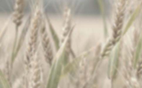 С�����a(ch��n)���g(sh��)���Y(ji��)