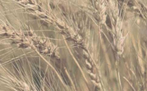 �r(n��ng)�a(ch��n)ƷС������ُ�N��ͬ������3ƪ��