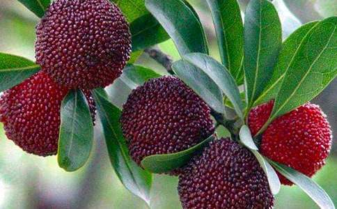 ��÷�Nֲ��ُ��ͬ3ƪ