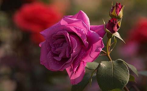 �׾ƘI(y��)��(w��)�T�¼��ȹ���Ӌ(j��)��