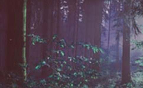 ���o(h��)ɭ�ֵĽ��h�� 15ƪ