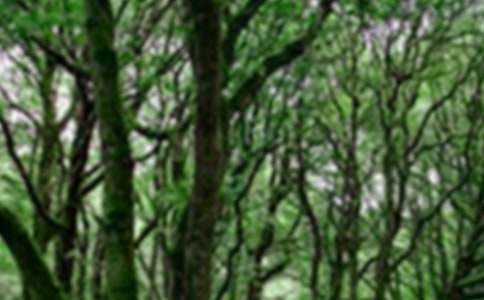 ���o(h��)ɭ�ֵĽ��h��(15ƪ)