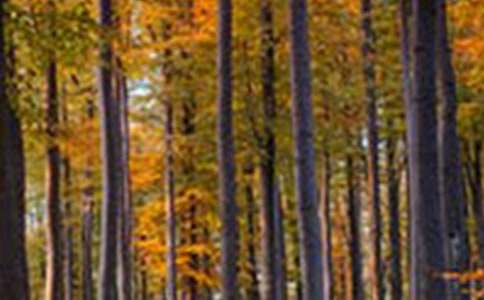 ɭ�ַ�����Z��