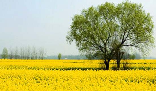 ���εĽ��h��(sh��)(14ƪ)